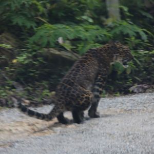 Leopard 'Record Shot' Through Windscreen - Kaeng Krachan National Park