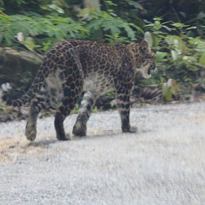 Leopard 'Record Shot' Through Windscreen - Kaeng Krachan National Park
