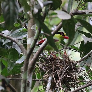 Common Green Magpie Feeding Chicks on Nest - Kaeng Krachan National Park
