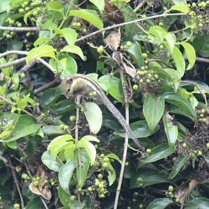 Western Striped Squirrel - Kaeng Krachan National Park