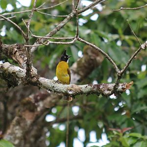 Crested Bulbul - Kaeng Krachan National Park