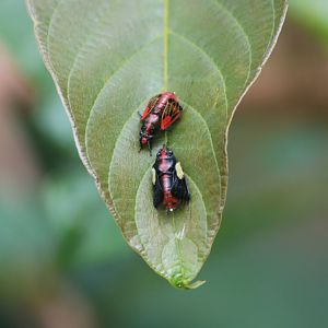 Beetles - Kaeng Krachan National Park