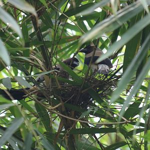 Grey Treepie Pair on Nest - Kaeng Krachan National Park