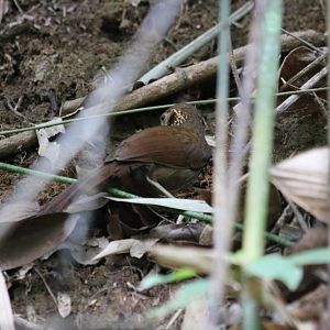 Large Scimitar-babbler - Kaeng Krachan National Park