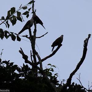Mountain Imperial-pigeons - Kaeng Krachan National Park
