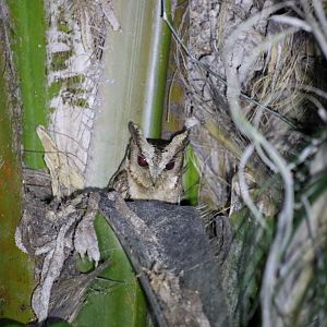 Collared Scops Owl - Baan Maka Chalets