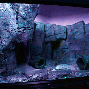 Apr. 2017 - Night Hunters - Find the Black-footed Cat