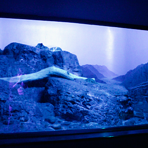 Apr. 2017 - Night Hunters - Sand Cat Exhibit