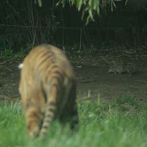 Apr. 2017 - Cat Canyon - Stalking a Squirrel