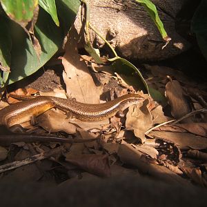26/3/2017 Sun Skink (Eutropus multifasciata)