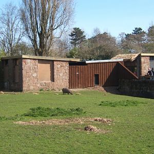 26/3/2017 New Giant Anteater House