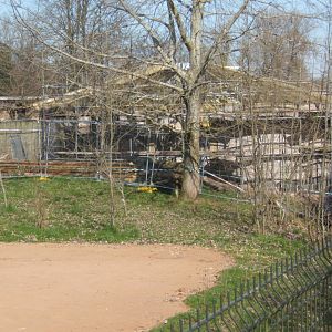 26/3/2017 New Cheetah yurt construction