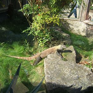 26/3/2017 Komodo Dragon