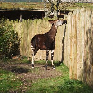26/3/2017 Okapi and Kirk's Dik-dik
