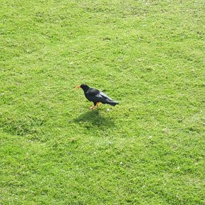 26/3/2017 Red-billed Chough