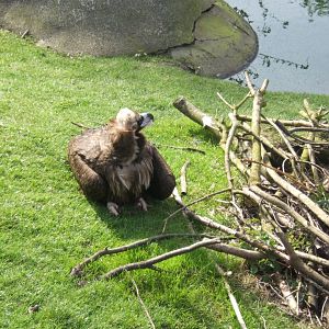 26/3/2017 European Black Vulture