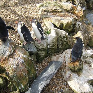 2/4/2017 Rockhopper Penguin's (Eudyptes chrysocome)