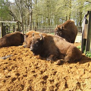 2/4/2017 European Bison