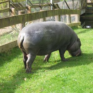 2/4/2017 Pygmy Hippo