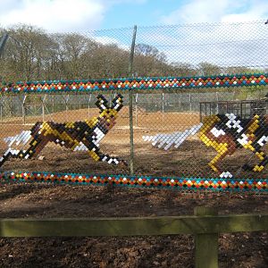 2/4/2017 New Hunting Dogs enclosure