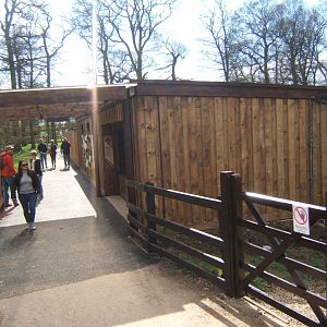 2/4/2017 New Hunting Dogs enclosure