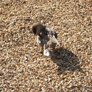 2/4/2017 Marbled Teal