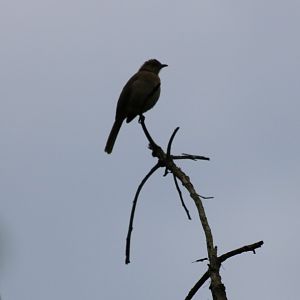 ID? - Baan Maka Chalets