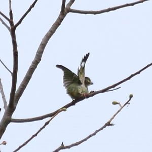 ID? - Baan Maka Chalets