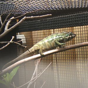 9/4/2017 Panther Chameleon