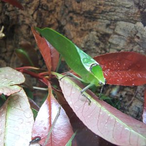 9/4/2017 Giant Katydid (Stilpnochlora couloniana)