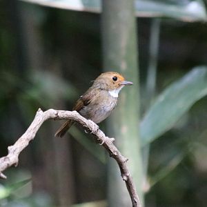 Rufous-browed Flycatcher - Kaeng Krachan National Park