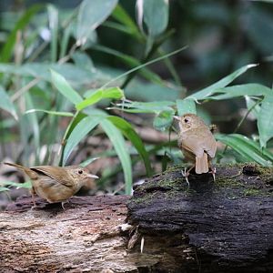 ID? - Kaeng Krachan National Park