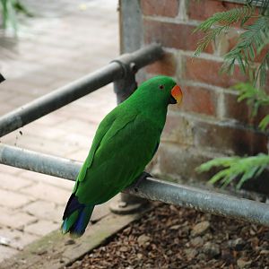 Eclectus Parrot