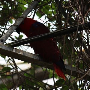 Eclectus Parrot