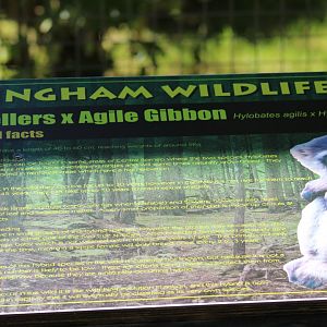 Hybrid Gibbon Signage