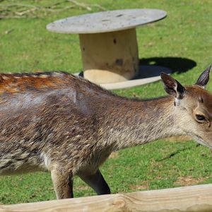 Japanese Sika Deer