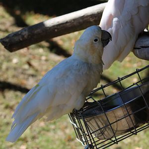 Eleonora Cockatoo