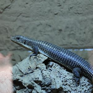 Sudan Plated Lizard