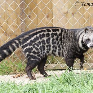 African Civet (Civettictis civetta) male, April 2017