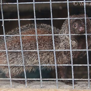 Egyptian mongoose (Herpestes ichneumon), April 2017