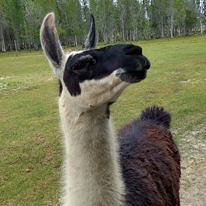 Llama