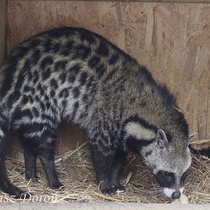 African Civet (Civettictis civetta), female, April 2017