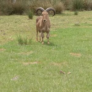 Barbary Sheep