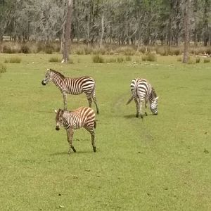 Zebra