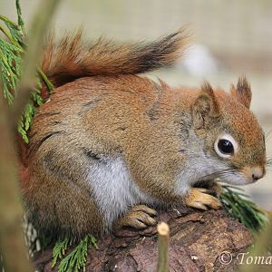 American Red Squirrel (Tamiasciurus hudsonicus), April 2017