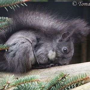 Hokkaido Squirrel (Sciurus vulgaris orientis), April 2017