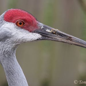Florida Sandhill Crane (Antigone canadensis pratensis), April 2017