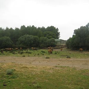 Reserve Africaine de Sigean - The bush (first park)