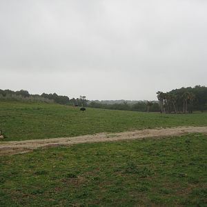 Reserve Africaine de Sigean - The bush (second park)