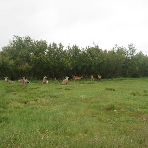 Reserve Africaine de Sigean - The bush (third park)